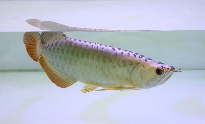 龍魚喂蟲子好嗎