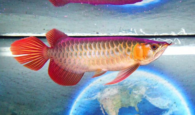 龍魚喂蟲子好嗎