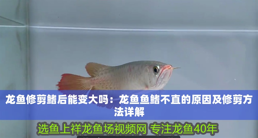 龍魚修剪鰭后能變大嗎：龍魚魚鰭不直的原因及修剪方法詳解