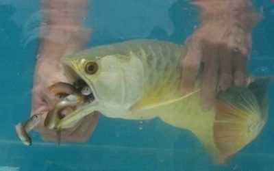 龍魚一直張嘴呼吸是什么原因：龍魚張嘴呼吸可能是由多種原因引起的，龍魚張嘴呼吸是什么原因
