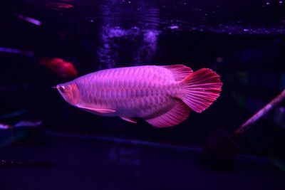 金龍魚魚頭朝向【金龍魚擺件的風水寓意】