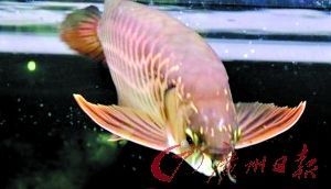 金龍魚魚頭朝向【金龍魚擺件的風水寓意】