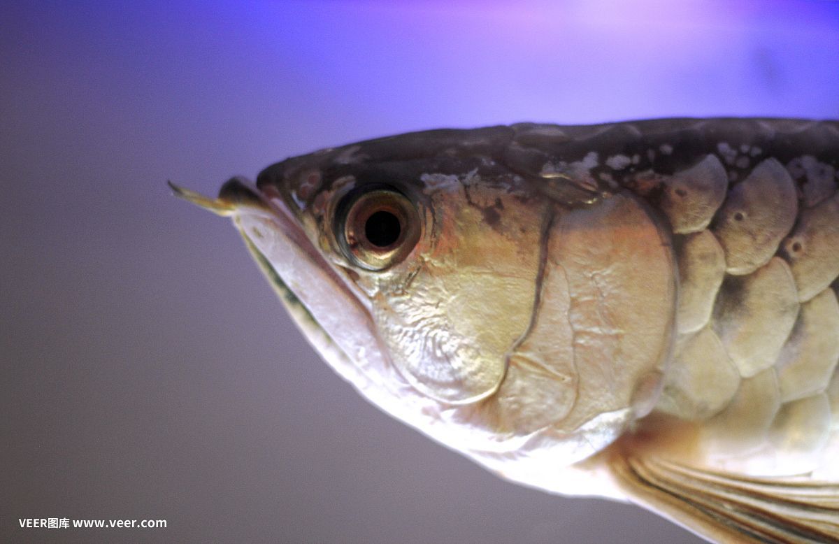 金龍魚魚頭朝向【金龍魚擺件的風水寓意】