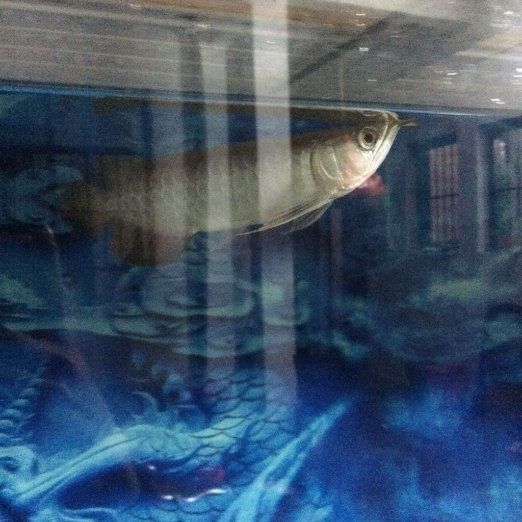 金龍魚魚頭朝向【金龍魚擺件的風水寓意】