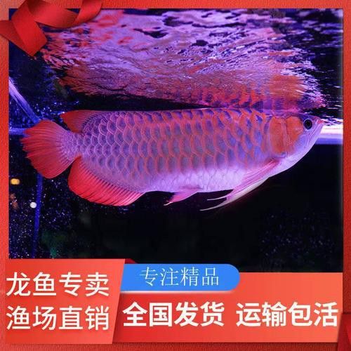 金龍魚 紅龍 區別圖片