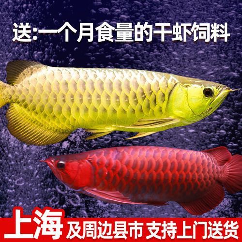 金龍魚 紅龍 區別圖片