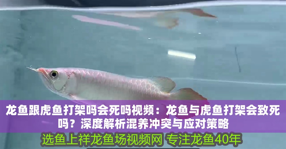 龍魚跟虎魚打架嗎會死嗎視頻：龍魚與虎魚打架會致死嗎？深度解析混養沖突與應對策略