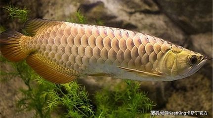 龍魚化石分類
