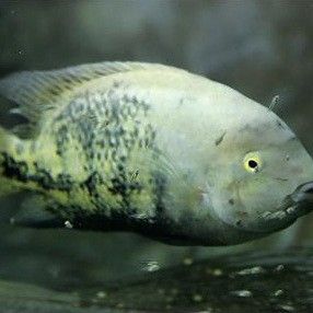 黃曼龍魚和金魚一起養