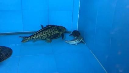 龍魚魟魚混養失敗：龍魚和魟魚混養失敗的原因