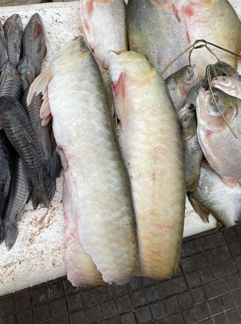 金龍魚多少錢一條？可以吃嗎圖片