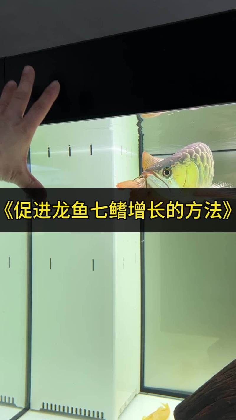 如何預(yù)防金龍魚感染寄生蟲？