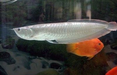 養銀龍魚成本高嗎：養銀龍魚的成本主要涉及到以下幾個方面：銀龍魚屬于大型魚類