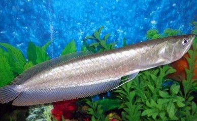 養銀龍魚成本高嗎：養銀龍魚的成本主要涉及到以下幾個方面：銀龍魚屬于大型魚類