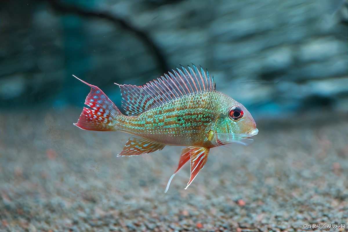 曼龍魚能活幾年