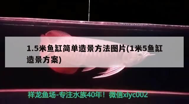 紅龍魚值錢嗎圖片欣賞視頻下載（紅龍魚值錢嗎圖片欣賞視頻下載）
