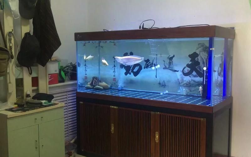 如何選擇適合銀龍魚的魚缸背景？