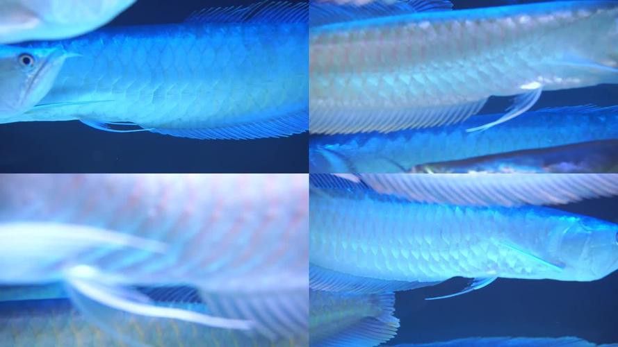 如何選擇適合銀龍魚的魚缸背景？