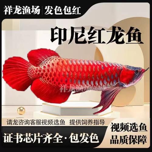 血紅龍魚苗多少錢一條啊圖片