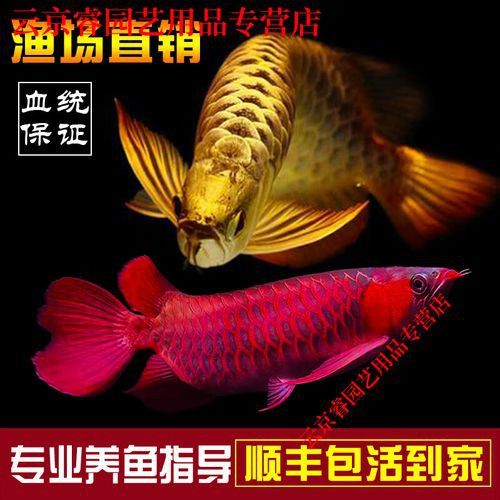 血紅龍魚苗多少錢一條啊圖片