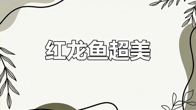血紅龍魚苗多少錢一條啊圖片