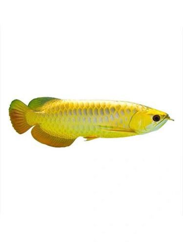 血紅龍魚苗多少錢一條啊圖片