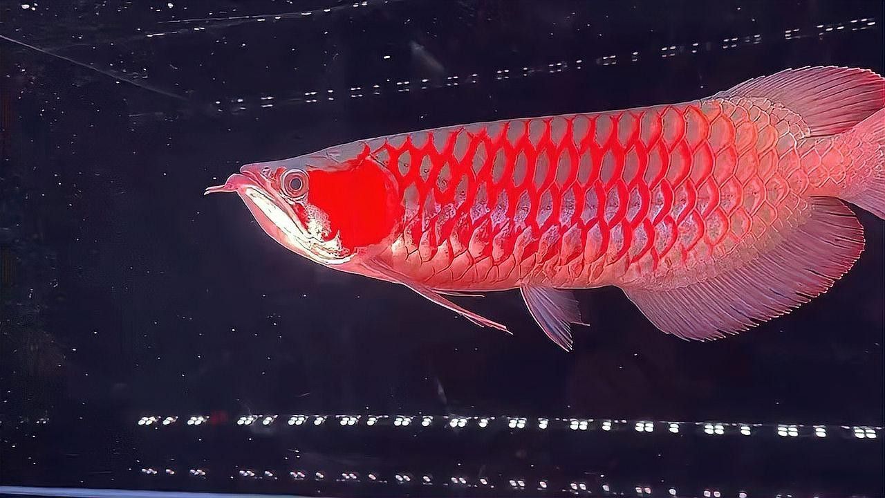 血紅龍魚苗多少錢一條啊圖片