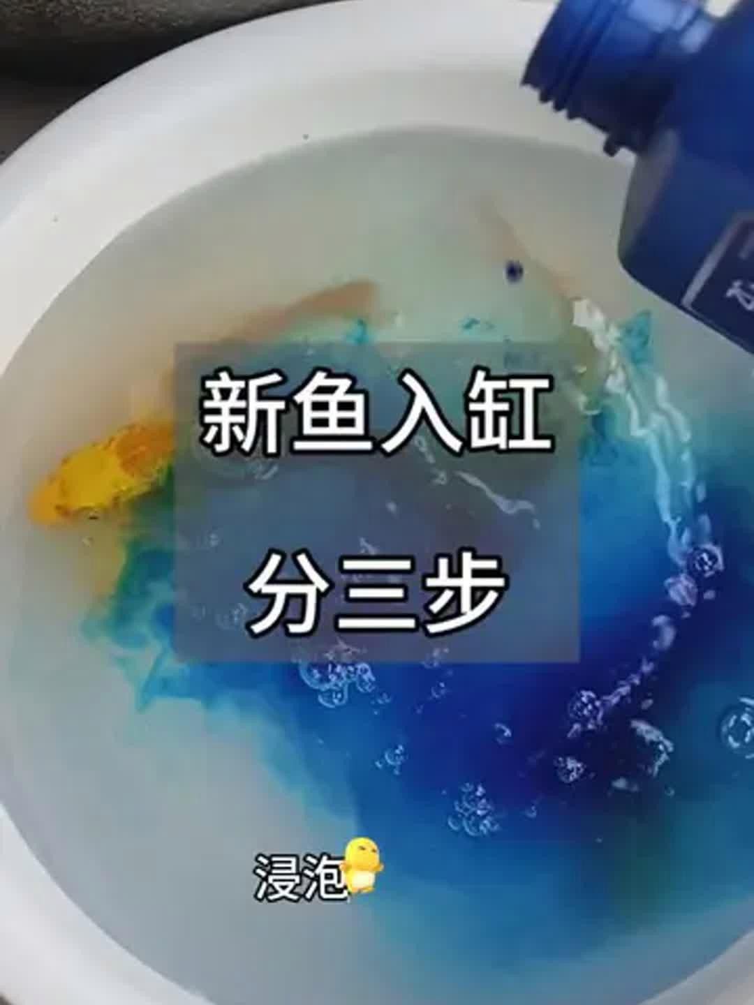 新魚檢疫的具體步驟是什么？
