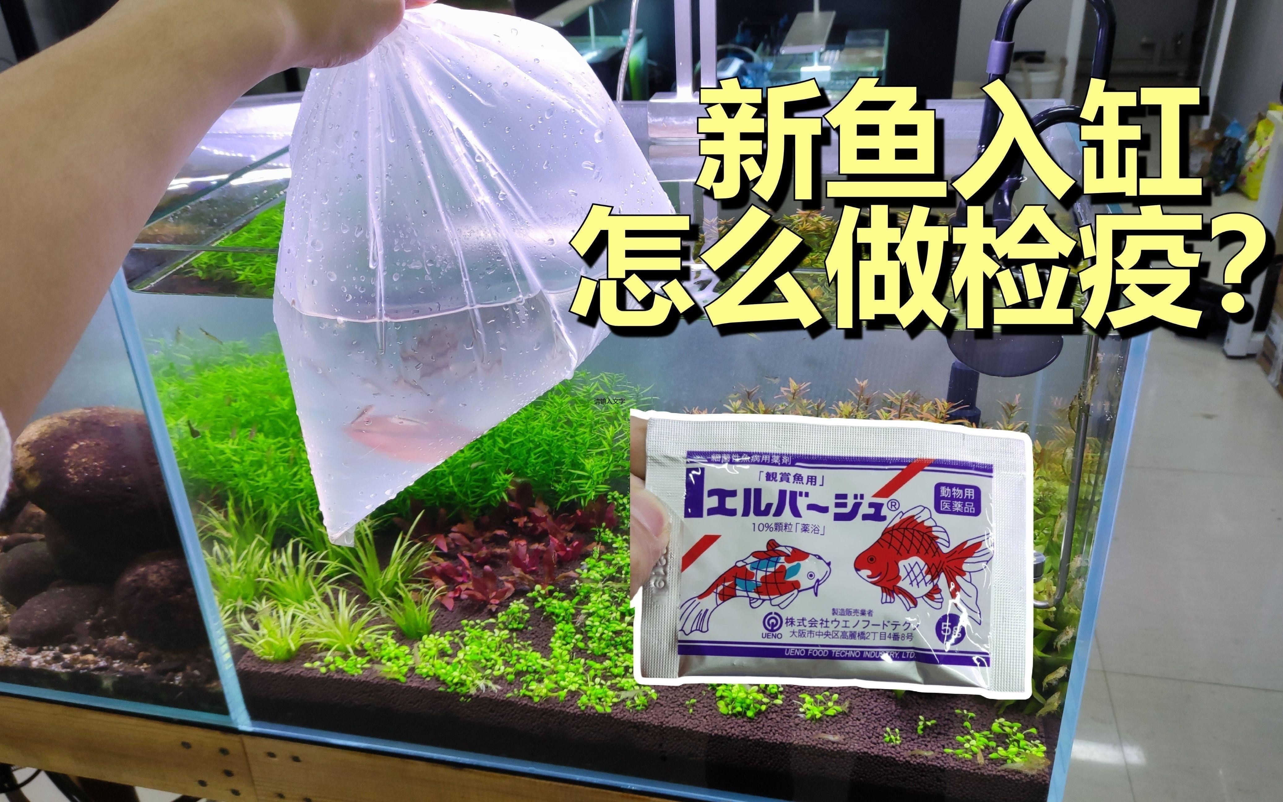 新魚檢疫的具體步驟是什么？