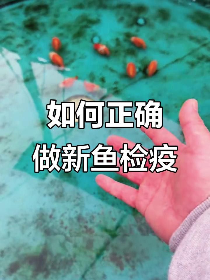 新魚檢疫的具體步驟是什么？