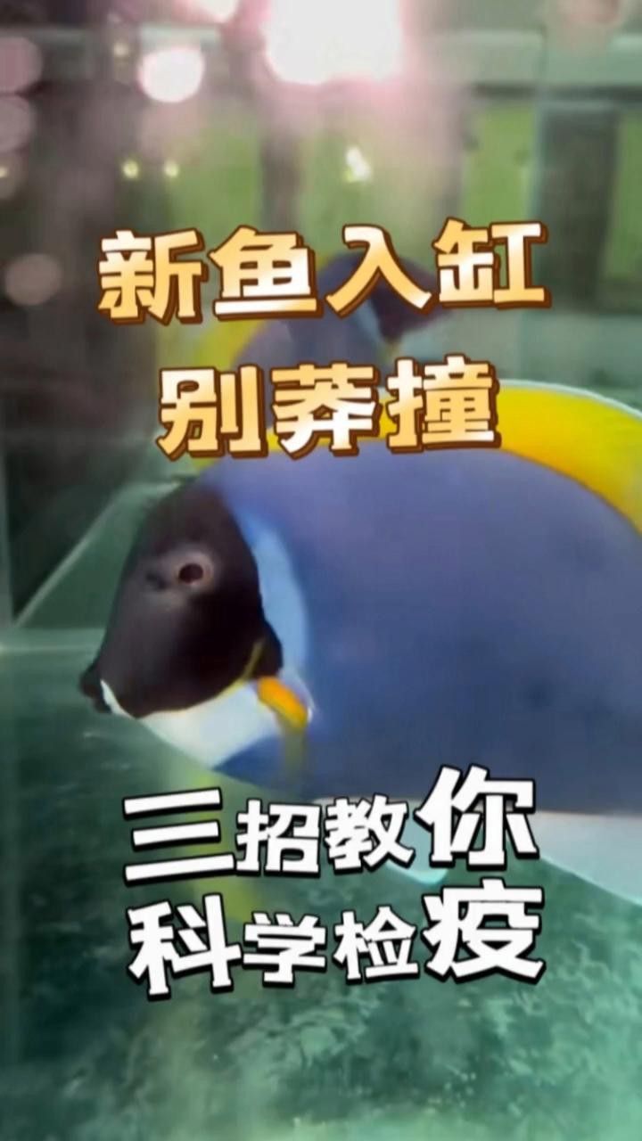 新魚檢疫的具體步驟是什么？
