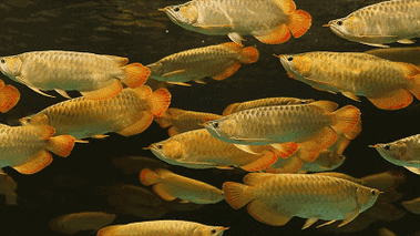 OOOPIC素材網有哪些風格的金龍魚壁紙？