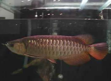 純血紅龍魚發色兩年超級紅（純血紅龍魚發色兩年超級紅怎么回事）
