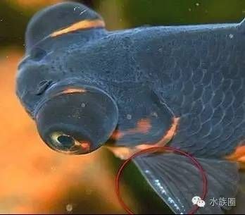 金龍魚怎么分辨雌雄（金龍魚的雌雄分辨）