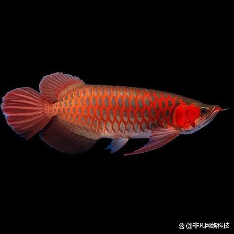 紅龍魚一般多少錢一條圖片