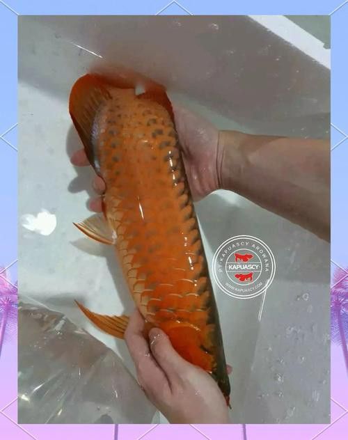 紅龍魚一般多少錢一條圖片