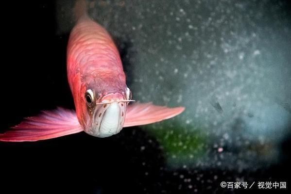 紅龍魚和金龍魚的特征，如何鑒別紅龍魚和金龍魚