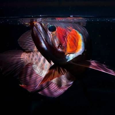 龍魚怎么養長得快：怎么養龍魚長得快