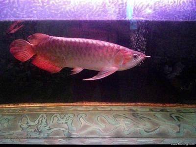 一條紅龍魚大概要多少錢（紅龍魚的價(jià)格因其品種、品相、基因等因素有很大差異）