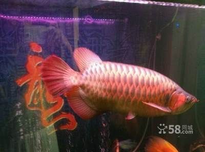 一條紅龍魚大概要多少錢（紅龍魚的價(jià)格因其品種、品相、基因等因素有很大差異）