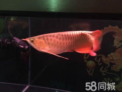 一條紅龍魚大概要多少錢（紅龍魚的價(jià)格因其品種、品相、基因等因素有很大差異）