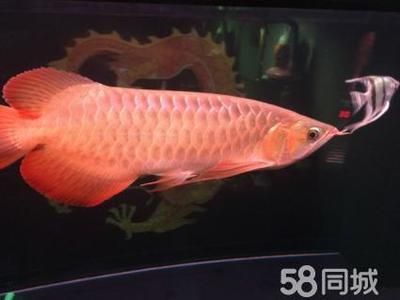 一條紅龍魚大概要多少錢（紅龍魚的價(jià)格因其品種、品相、基因等因素有很大差異）