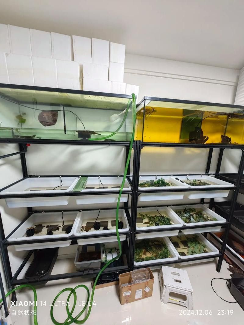 地圖魚能和金龍魚混養嗎圖片