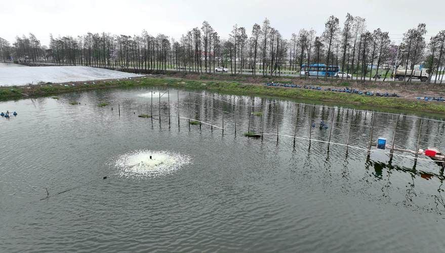 地圖魚能和金龍魚混養嗎圖片