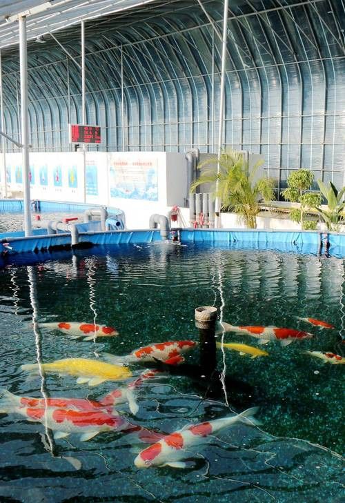 地圖魚能和金龍魚混養嗎圖片