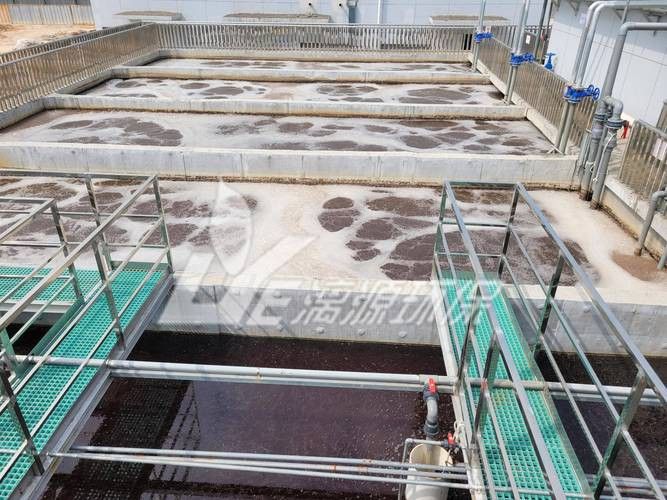 地圖魚能和金龍魚混養嗎圖片