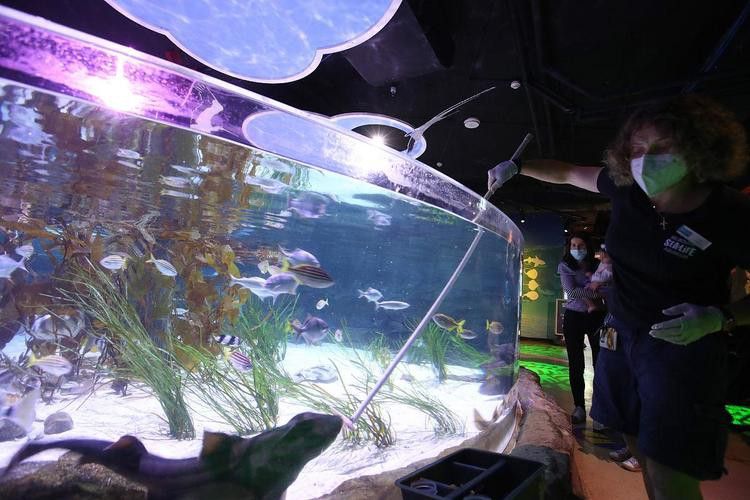地圖魚能和金龍魚混養嗎圖片