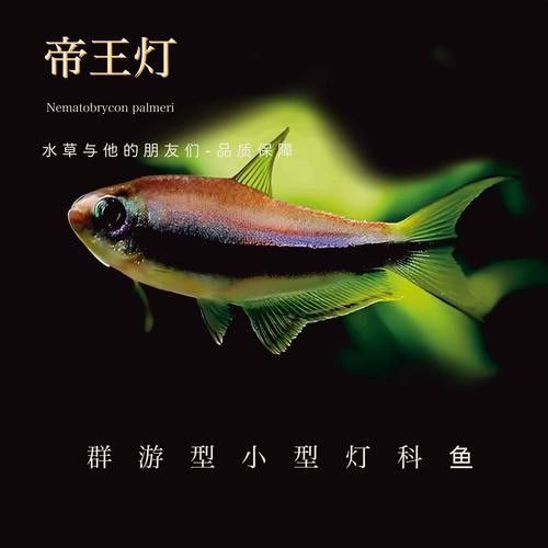 地圖魚能和金龍魚混養嗎圖片