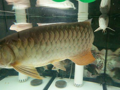 龍魚(yú)萬(wàn)能藥能治療白旮瘩嗎：龍魚(yú)萬(wàn)能藥的使用方法