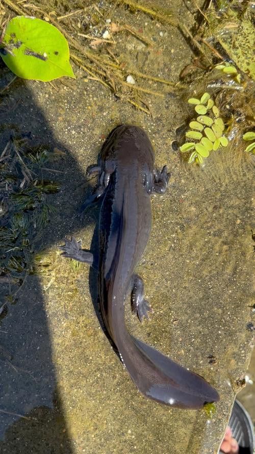 恐龍魚有幾種顏色的圖片